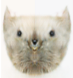 3dmirrorkitty.png