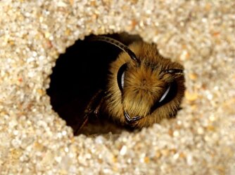 Female-Spring-Colletes-Bee-Colletes-cunicularius-inside-her-nest-on-sand-dunes.jpg