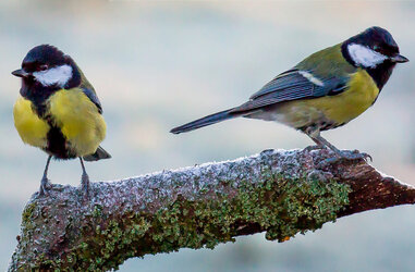 great_tit_1306x.jpg