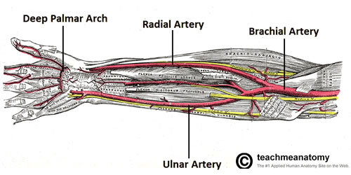 forearm-vascularity.jpg