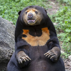 sunbearsmall.jpg