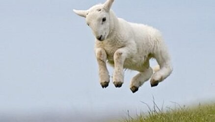 gambolling-lambs-1024x585.jpg