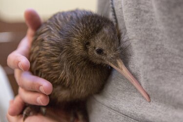 CuteKiwi.jpg
