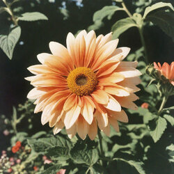 someflower.jpg
