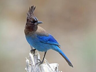IMG_0542.jpeg