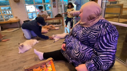 VS--YouTube-CUTECATSATACATCAFEINBANGKOKTHAILAND-8’14”.jpg