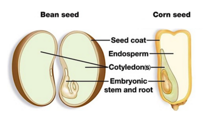 Bean-Seed-diagram-600x333.png