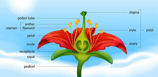 flower-parts-diagram.jpg