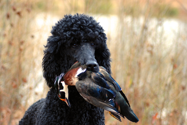 Hunting-Poodle-With-Wood-Duck-lead.png