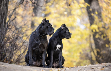 Cane corso.png