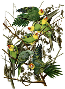 carolina_parakeet_eastern_subspecies_audubon.jpg