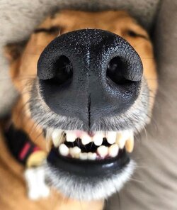 PupperSchnoz.jpg