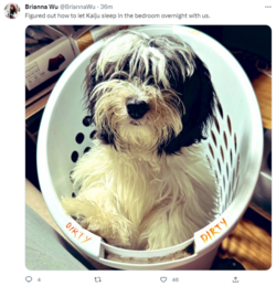 dog.png