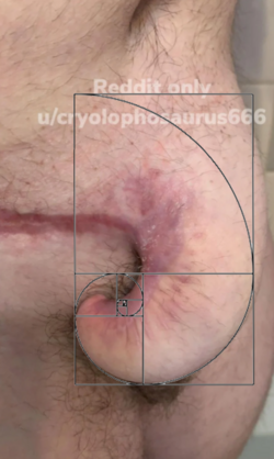 Elephant Dick Golden Ratio.png