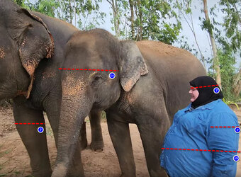 elephant vs hog.jpg