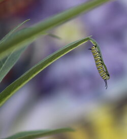 small-caterpillar.JPG