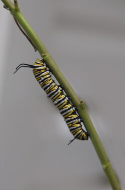 big-caterpillar.JPG