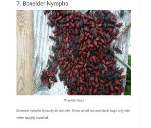 Boxelder Nymphs.png