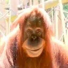 orangutan_.jpg