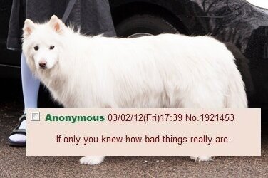 DongsDog.jpg