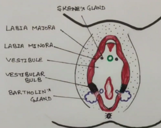 vulva anatomy.png