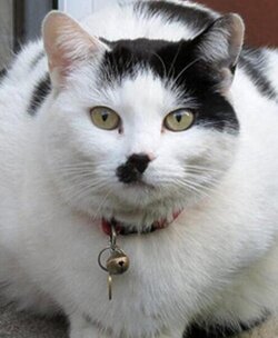 cat.jpg