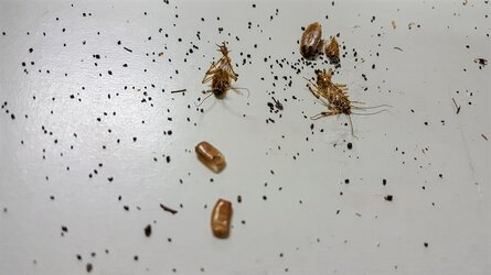 cockroach-poop.jpg