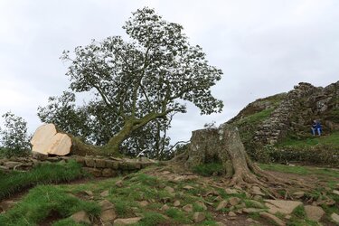 tree01.jpg tree01.jpg