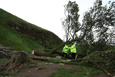 tree05.jpg tree05.jpg