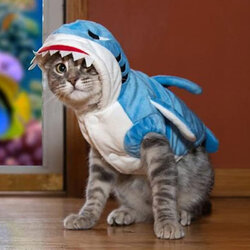 catshark.jpg