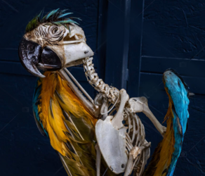 Halloween Macaw.png