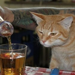 thirtykitty.jpg