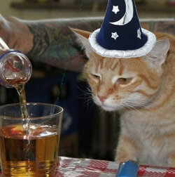 thirtykittyhalloween.jpg