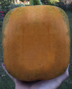 Screenshot_20231001-194305.png