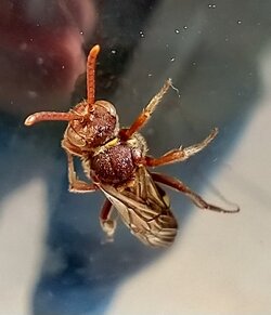 wasp.jpg