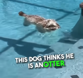 Screenshot 2023-09-10 at 20-27-30 (564) This dog gave his mom a heart attack 😳 - YouTube.png