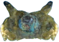 CursedMedallion.png