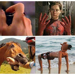 Horse.png