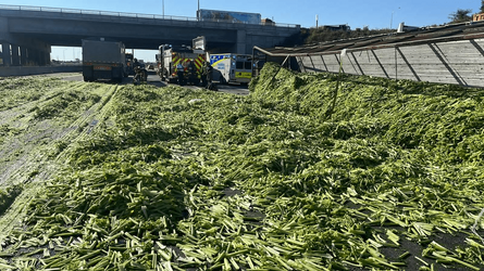 road celery 2 (1).png
