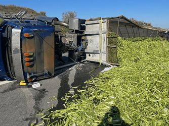road celery (1).png