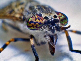 horse-flies-eyeballs-pict-5.jpg
