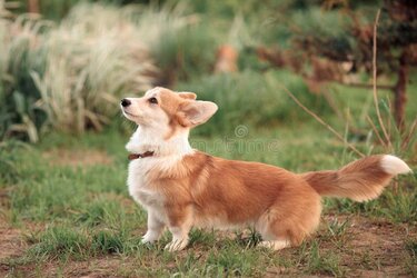 red-beige-little-corgi-puppy-wags-its-long-tail-standing-green-grass-223179553.jpg