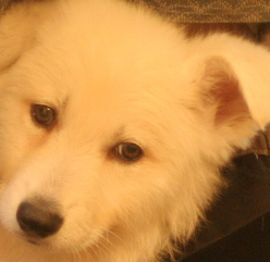 poordog.png poordog.png