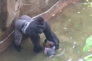 Harambe_with_boy.jpg