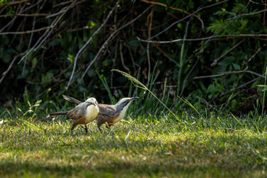 IMG_5579-CR3_DxO_DeepPRIMEXD.jpg IMG_5579-CR3_DxO_DeepPRIMEXD.jpg