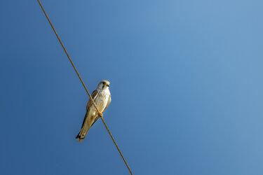 IMG_6649-CR3_DxO_DeepPRIMEXD.jpg IMG_6649-CR3_DxO_DeepPRIMEXD.jpg
