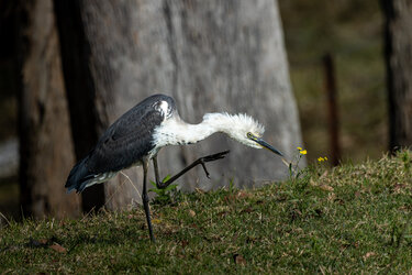 IMG_6700-CR3_DxO_DeepPRIMEXD.jpg IMG_6700-CR3_DxO_DeepPRIMEXD.jpg