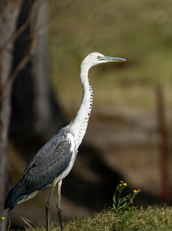 IMG_6716-CR3_DxO_DeepPRIMEXD.jpg IMG_6716-CR3_DxO_DeepPRIMEXD.jpg