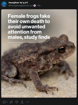 frog.jpg