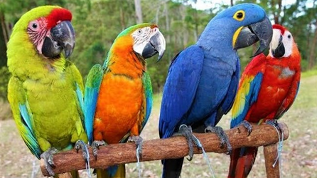 macaw group.png